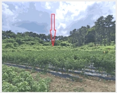  2025Ÿ��30379  �����