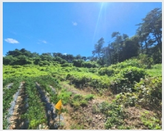  2025Ÿ��30379  �����