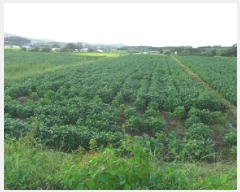  2025Ÿ��30392  ����