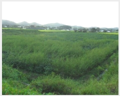  2025Ÿ��30392  ����