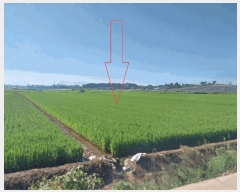  2025Ÿ��30397 ���� �ξȱ� ���ȸ� ���Լ��� 521-1      ����(��1)���