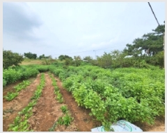  2025Ÿ��30404 ���� �ξȱ� ������ ���帮 589-1      ����(��1)���