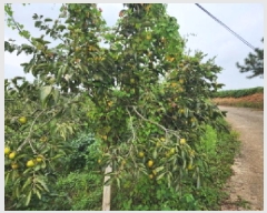  2025Ÿ��30404 ���� �ξȱ� ������ ���帮 589-1      ����(��1)���