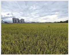  2025Ÿ��30413 ���� ������ ��ҵ� 33-91       ����(��)���