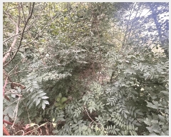  2025Ÿ��30442  �����