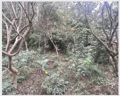  2025Ÿ��30442  �����