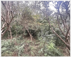  2025Ÿ��30442  �����