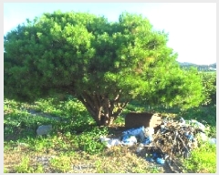  2025Ÿ268  â Ÿ ۿ븮 431-27      (1)