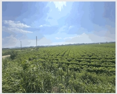  2025Ÿ��296  ����