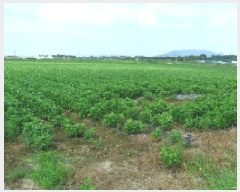  2025Ÿ��296  ����