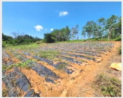  2025Ÿ��318  �����