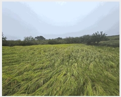  2025Ÿ��349  ����