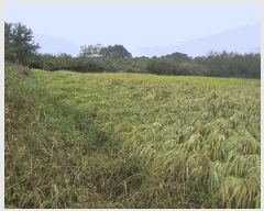  2025Ÿ��349  ����