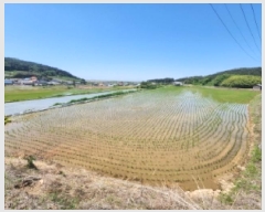  2025Ÿ��30235 ���� �ξȱ� �ϼ��� ��Ÿ� 2345-11      ����(��)���