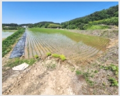  2025Ÿ��30235 ���� �ξȱ� �ϼ��� ��Ÿ� 2345-11      ����(��)���