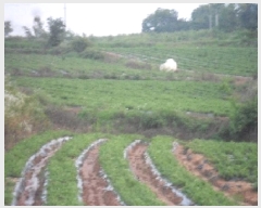  2025Ÿ30278  â ۸ 縮 2118      ()