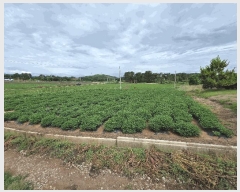  2025Ÿ��30327 ���� �ξȱ� �ξ��� ���߸� 755      ����(��)���