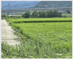  2025Ÿ��30376 ���� ������ �Ծϸ� �ܰ 1358-5      ����(��)���