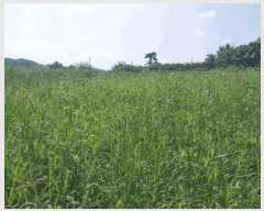  2025Ÿ��30385  �Ӿ߰��