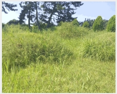  2025Ÿ��30385  �Ӿ߰��