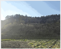  2025Ÿ��30524 ���� �ξȱ� ����� ��긮 146      ����(��1)���