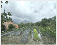  2025Ÿ��1148 ���� ������ �곻�� ���׸� 213-1      ����(��)���