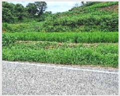  2025Ÿ��30206 ���� ��â�� �ȴ��� ��ȸ� 137-5      ����(��)���