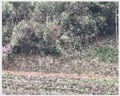  2025Ÿ1137   ο ϸ 335-1      (Ӿ)