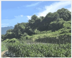  2025Ÿ��1161  �����