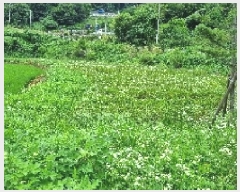  2025Ÿ��1161  �����