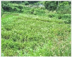  2025Ÿ��1161  �����