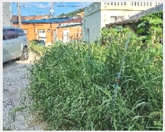  2025Ÿ��1163  �������