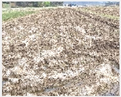  2025Ÿ��30159  ����