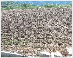  2025Ÿ��30171  ����