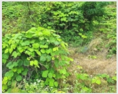  2025Ÿ��30187  ����