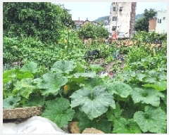  2025Ÿ��30227  �������