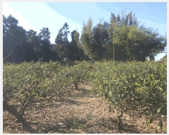  2025Ÿ��1181  ���������