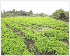  2025Ÿ��1215 ���� �������� ������ ��ǳ�� 531      ����(��1)���