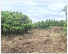  2025Ÿ��1215 ���� �������� ������ ��ǳ�� 531      ����(��1)���