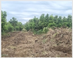  2025Ÿ��1215 ���� �������� ������ ��ǳ�� 531      ����(��1)���