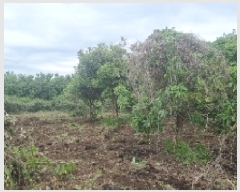  2025Ÿ��1215 ���� �������� ������ ��ǳ�� 531      ����(��1)���