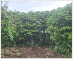  2025Ÿ��1215 ���� �������� ������ ��ǳ�� 531      ����(��1)���