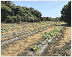  2025Ÿ��1387  �Ӿ߰��