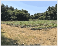  2025Ÿ��1387  �Ӿ߰��