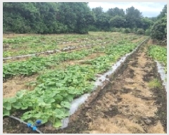  2025Ÿ��1387  �Ӿ߰��