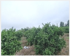  2025Ÿ��1414 ���� �������� ���� 1525-1       ����,â�����