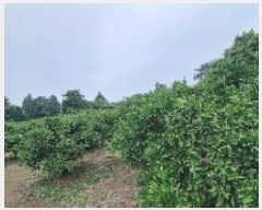  2025Ÿ��1414 ���� �������� ���� 1525-1       ����,â�����