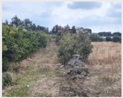  2025Ÿ��6211 ���� �������� ������ ��ǳ�� 1361      ����(��1)���