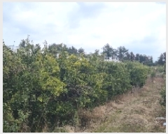  2025Ÿ��6211 ���� �������� ������ ��ǳ�� 1361      ����(��1)���