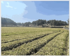  2025Ÿ��7510 ���� ���ֽ� ������ ��ȭ�� 2810      ����(��1)���